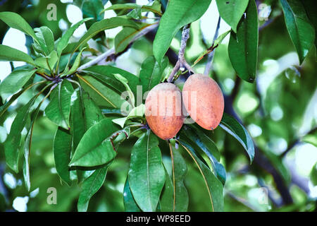 Brown Spodilla frutti con foglie su albero. Foto Stock