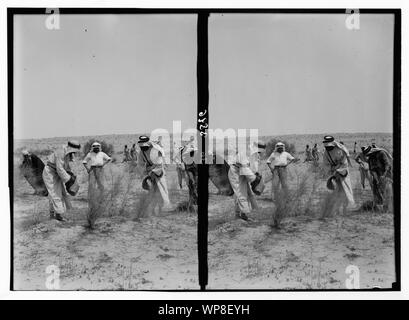 Locust pestilenze in Palestina. Metodi di lotta contro la peste di locusta. Veleno di scattering tra le boccole Foto Stock