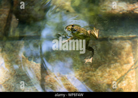Rana verde (Lithobates clamitans melanota) nuoto, Guarnizione Harbor, Maine. Foto Stock
