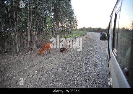 Vacche sulla strada Foto Stock