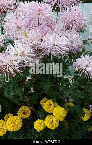 Le Peonie prosperare accanto al Drago Nero piscina, Lijiang, Yunnan, Cina Foto Stock