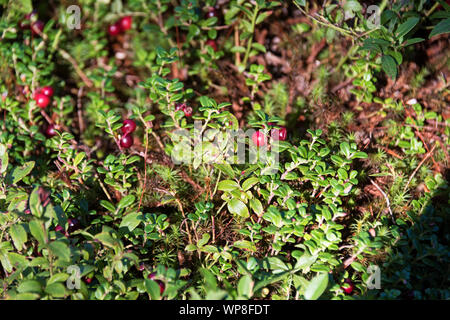 Mirtillo Rosso con bacche (Vaccinium vitis-idaea), Guarnizione Harbor, Maine Foto Stock