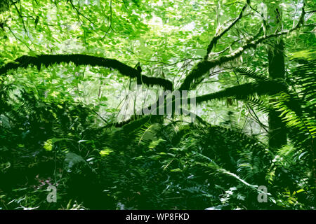 Misteriosa foresta di muschio con felci e muschi alberi coperti di olio - effetto verniciato Foto Stock