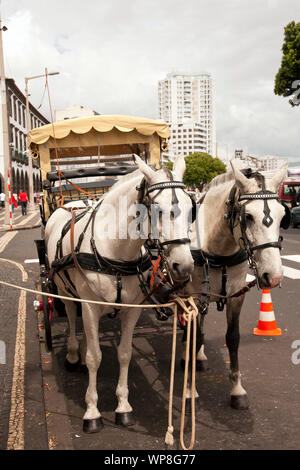 Carrozza trainata da cavalli nella città portoghese di Ponta Delgada. Sao Miguel island, isole Azzorre, Portogallo. Foto Stock