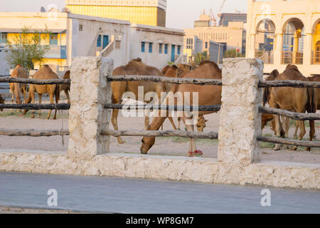 Composto pieno di cammelli nel centro di Doha, Qatar, con Souq Waqif in background. Kings guard cammelli pascolano incurante di essere nel centro di Foto Stock