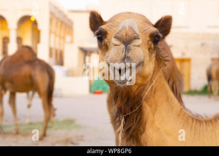 Composto pieno di cammelli nel centro di Doha, Qatar, con Souq Waqif in background. Kings guard cammelli pascolano incurante di essere nel centro di Foto Stock