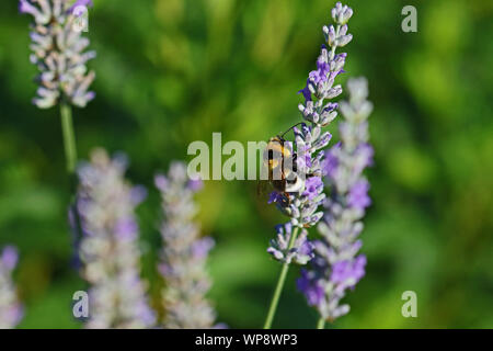 White Tailed Bumble Bee o bumblebee latino bombus lucorum simile a bombus terrestris famiglia apidae alimentazione su una boccola di lavanda in estate in Italia Foto Stock