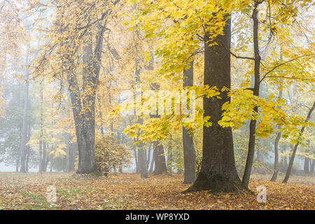 Bel vecchio acero con foglie d'oro nella foresta di nebbia. pittoresca scena di autunno Foto Stock