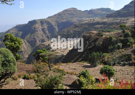 Lo spurgo-cuore di scimmia o il 'gelada babbuino' nelle montagne Semien in Etiopia. Foto Stock