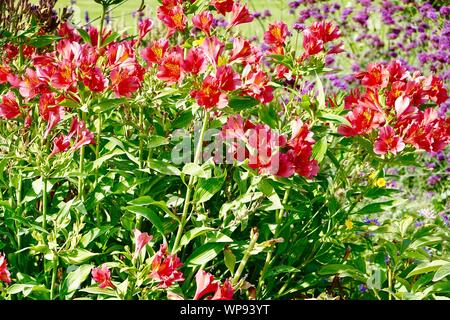 Rosso, Alstromeria Giglio peruviano hybrid nel Giardino delle Tuileries, inizio settembre, Parigi, Francia Foto Stock
