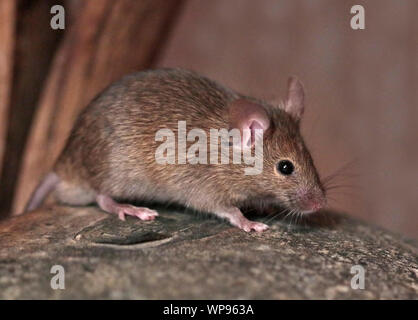 Casa Mouse (mus musculus) maschio Foto Stock