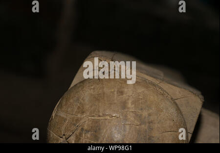 Close up di un pelose gamba lunga brown spider seduta sul legno. Foto Stock