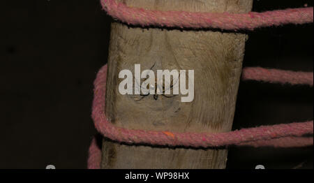 Close up di un pelose gamba lunga brown spider seduta sul legno. Foto Stock