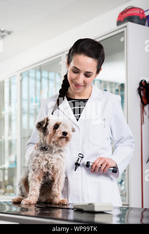 Cucciolo in clinica per orecchio check-up Foto Stock