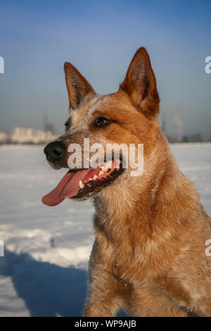 Miniature pinscher ritratto, nella neve Foto Stock