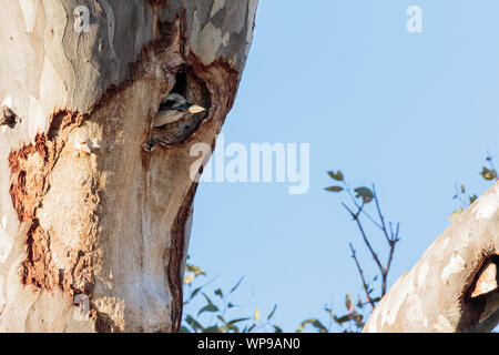 Ridendo Kookaburra esplorando un albero cavo in Red Hill Riserva Naturale, ACT, Australia su un inverno mattina in agosto 2019 Foto Stock