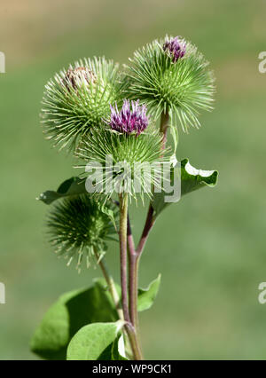 Grosse Klette,, arctium lappa, ist eine wichtige Heilpflanze mit lila Blueten und wird in der Medizin verwendet. Grande, bardana arctium lappa,, è un im Foto Stock