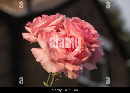 Red rose selvatiche sul giardino stree Foto Stock