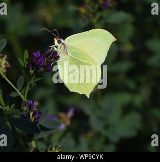 Zitronenfalter,, Gonepteryx rhamni, ist ein gelber Schmetterling und gehoert zu den Tagfaltern. Brimstone, Gonepteryx rhamni,, è un giallo farfalla a Foto Stock