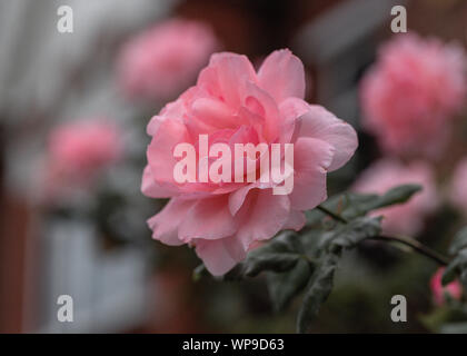 Red rose selvatiche sul giardino stree Foto Stock