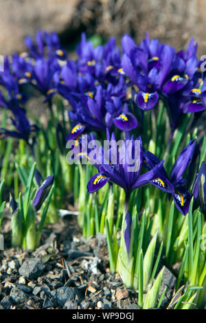 Iris reticulata Pixie Foto Stock