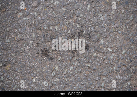 Footprint di un cane su un calcestruzzo country road Foto Stock