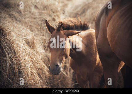 Funny Bay puledro in piedi vicino a sua madre Bareback ed enormi pile di fieno nell'azienda. Foto Stock