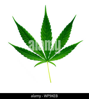 Fresco e verde foglia di marijuana isolati su sfondo bianco Foto Stock