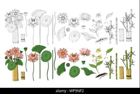 Grande set di disegnato a mano stile doodle fiori. Bambù, lotus Illustrazione Vettoriale
