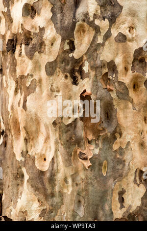 Uno di una serie di Ups in prossimità di un pattern causato dalla corteccia su un Spotted Gum (Corymbia maculata) foresta nel punto Bawley in Australia Foto Stock