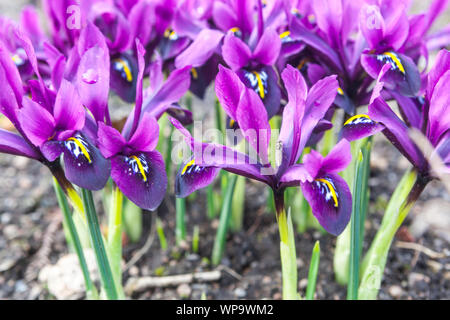 Iris reticolata 'George' malva Foto Stock