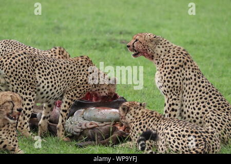 Gruppo di ghepardi alimentando nuovamente sulla carcassa GNU, il Masai Mara National Park, in Kenya. Foto Stock