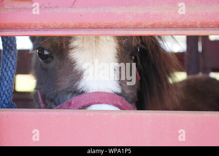 Brown & white imbrigliato peaking del cavallo attraverso il rosso sbiadito stecche di un rimorchio Foto Stock