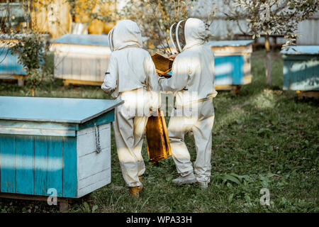 Due gli apicoltori in uniforme di protezione a piedi con favi mentre si lavora su una tradizionale apiario. Vista posteriore Foto Stock