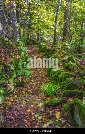 Il sentiero nel bosco con moss rocce coperte in autunno Foto Stock