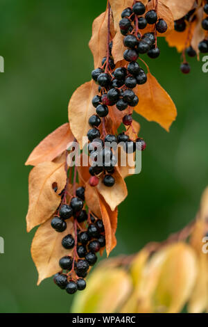 Close up riarsa NERO bacche e foglie di giallo di un prunus serotina Black cherry tree in mancanza di acqua durante un caldo e secco periodo estivo Foto Stock