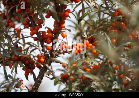 Bacche di colore arancione delle bacche di olivello spinoso, Hippophae. Foto Stock