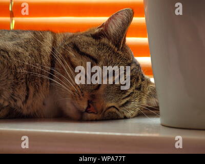 Maschio/tomcat mau egiziano gatto dorme / napping in una finestra cill in una domestica / impostazione home felis catus Foto Stock