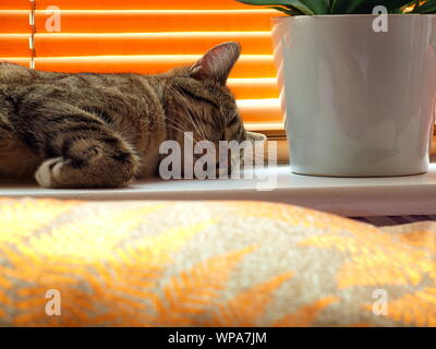 Maschio/tomcat mau egiziano gatto dorme / napping in una finestra cill in una domestica / impostazione home felis catus Foto Stock