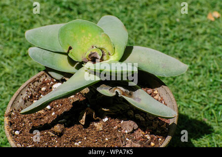 Mealybug danni ad una Crassula falcata impianto. In prossimità di uno stabilimento che è stato danneggiato da mealybug Foto Stock