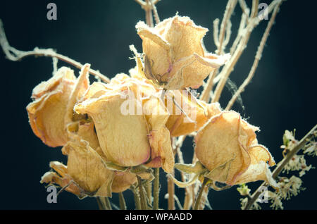 Bouquet di rose appassite Foto Stock
