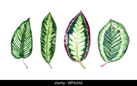 Maranta striato di raccolta lascia impostare isolato su bianco dipinto a mano illustrazione ad acquerello, elemento di design per il biglietto, invito pattern Foto Stock