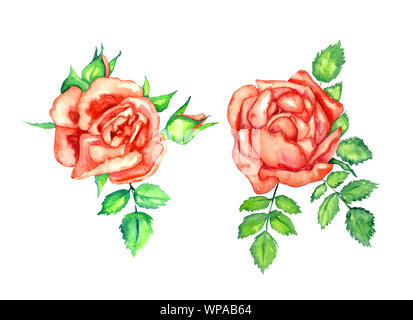Due rose rosse con il verde delle foglie e germogli, isolato dipinto a mano acquerello illustrazione elemento di design per l'invito, carta, stampa poster, modelli Foto Stock