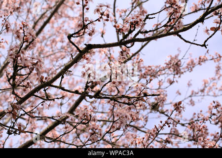 Molti rami scuri di rosa fiori di ciliegio fiori in primavera su uno sfondo bianco di Ashland, Oregon, Stati Uniti d'America Foto Stock