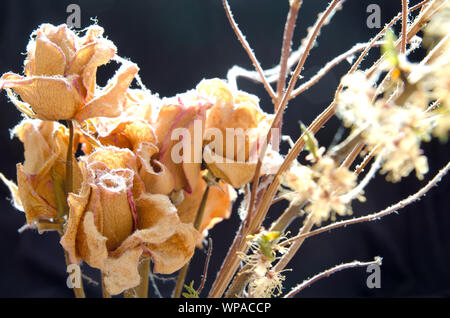 Bouquet di rose appassite Foto Stock