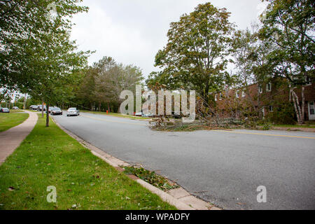 Willett Street, Halifax, Nova Scotia - 8 Settembre 2019 - un albero caduto e la linea di potenza dopo il passaggio dell uragano Dorian sulla costa est su Wil Foto Stock