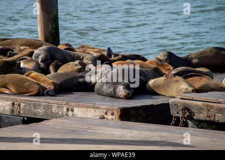 Molti dei leoni di mare sul Molo 39 a San Francisco, California, Stati Uniti d'America. Simbolo della città americana e di attrazione turistica. Sul giorno di pioggia con nebbia. Foto Stock