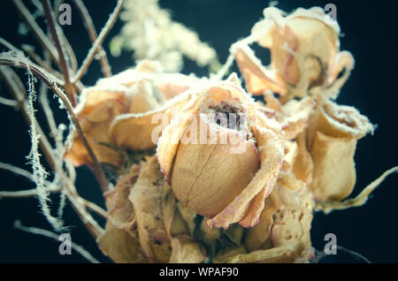 Bouquet di rose appassite Foto Stock