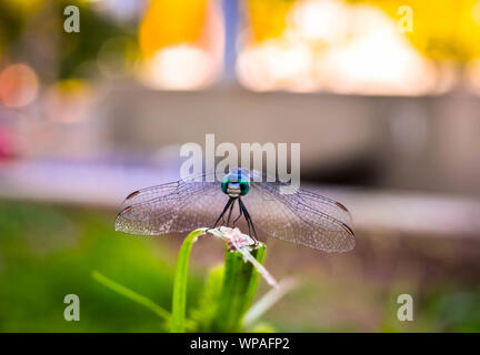 Bellissima dragonfly sull'erba lama. Foto Stock