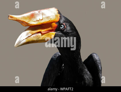 Rhinoceros Hornbill (buceros rhinoceros) femmina Foto Stock